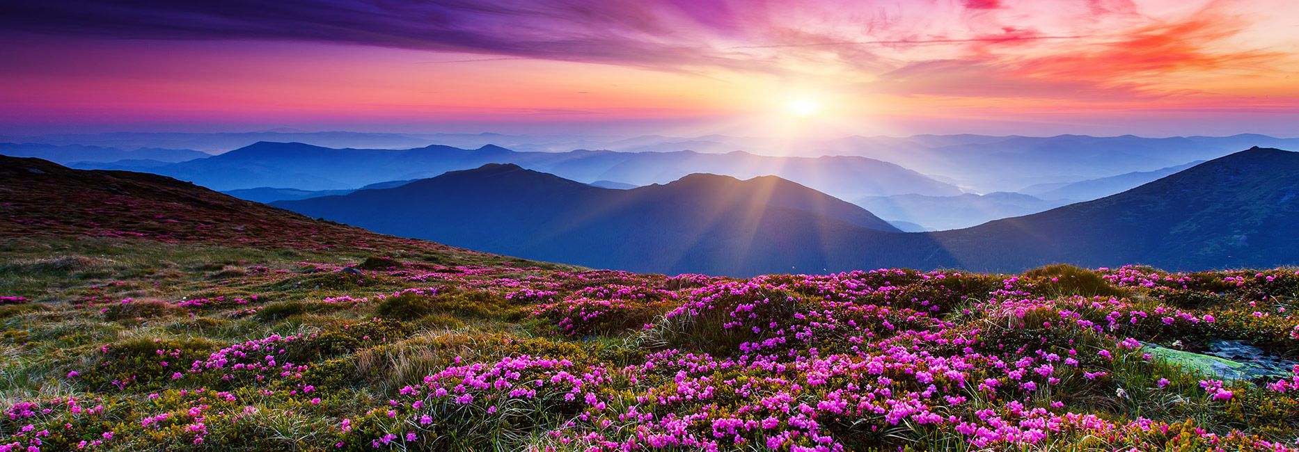 Wiese Mit Sonnenuntergang